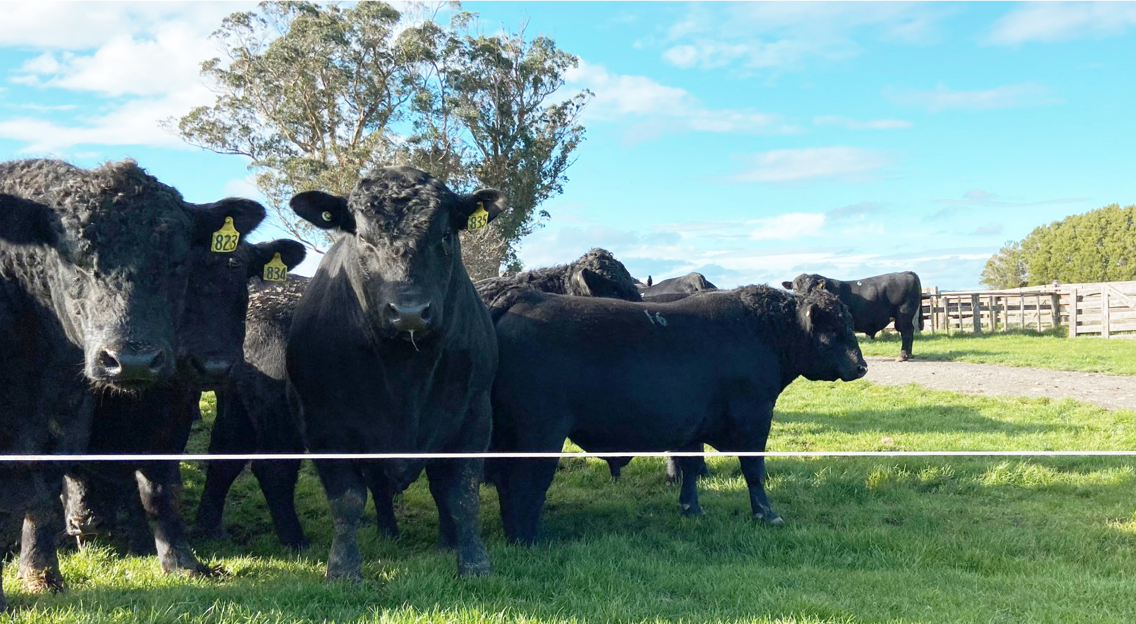 Curtain coming down on longstanding Taranaki beef stud PGG Wrightson